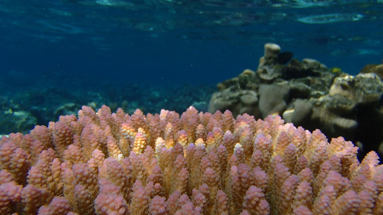 Tabletop coral, Cook Islands