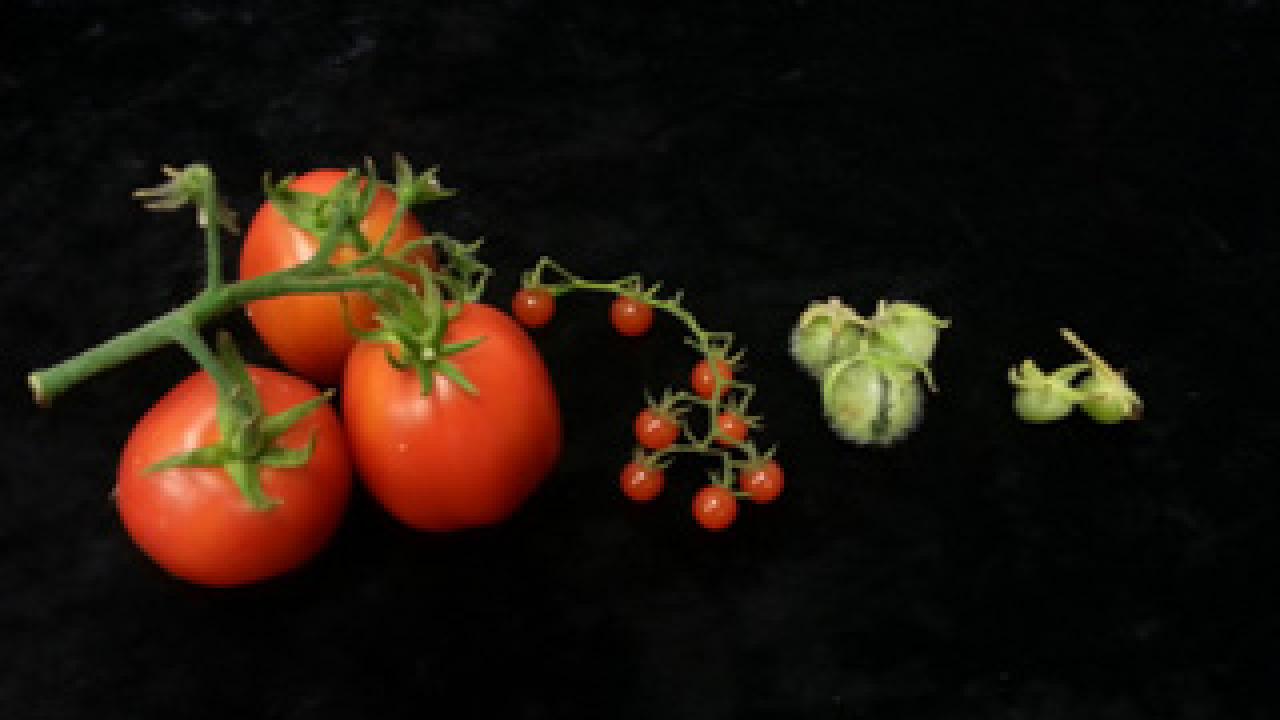domestic and wild tomato species at UC Davis