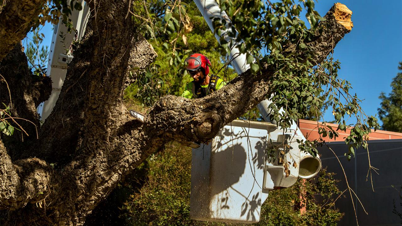 A worker in a cherry picker uses a chainsaw to cut a tree branch.