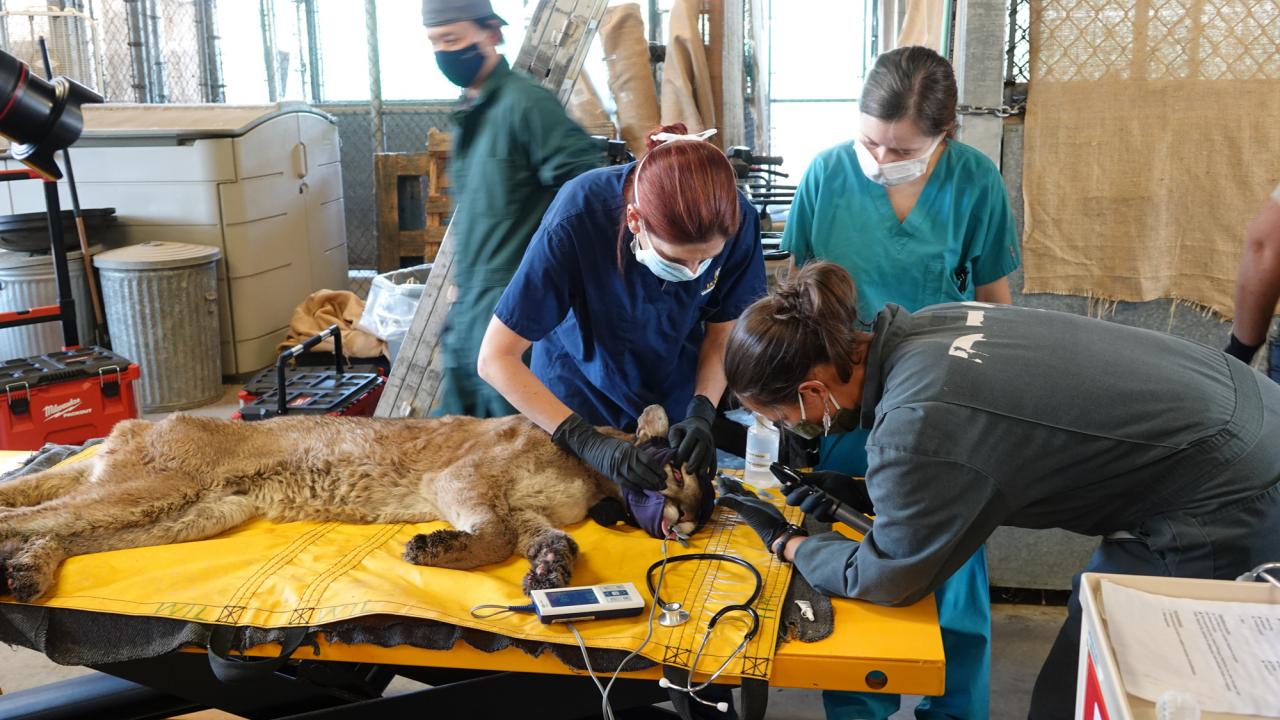 Four veterinarians examine a mountain lion with burn injuries from wildfire on an exam table,