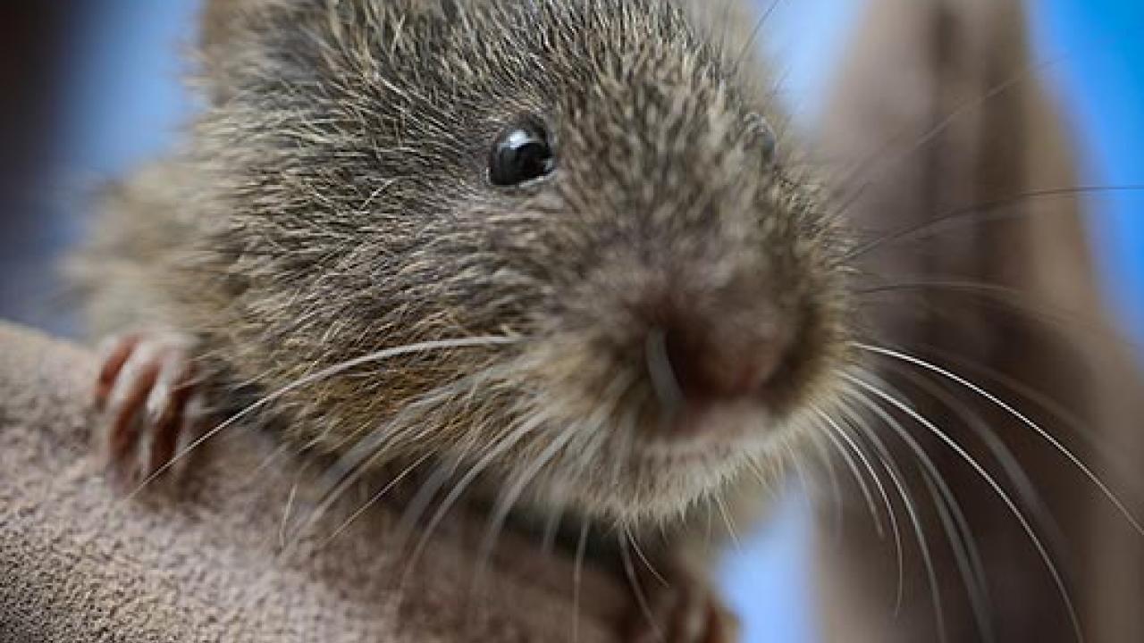 A rodent (vole) peeking over a human gloved hand