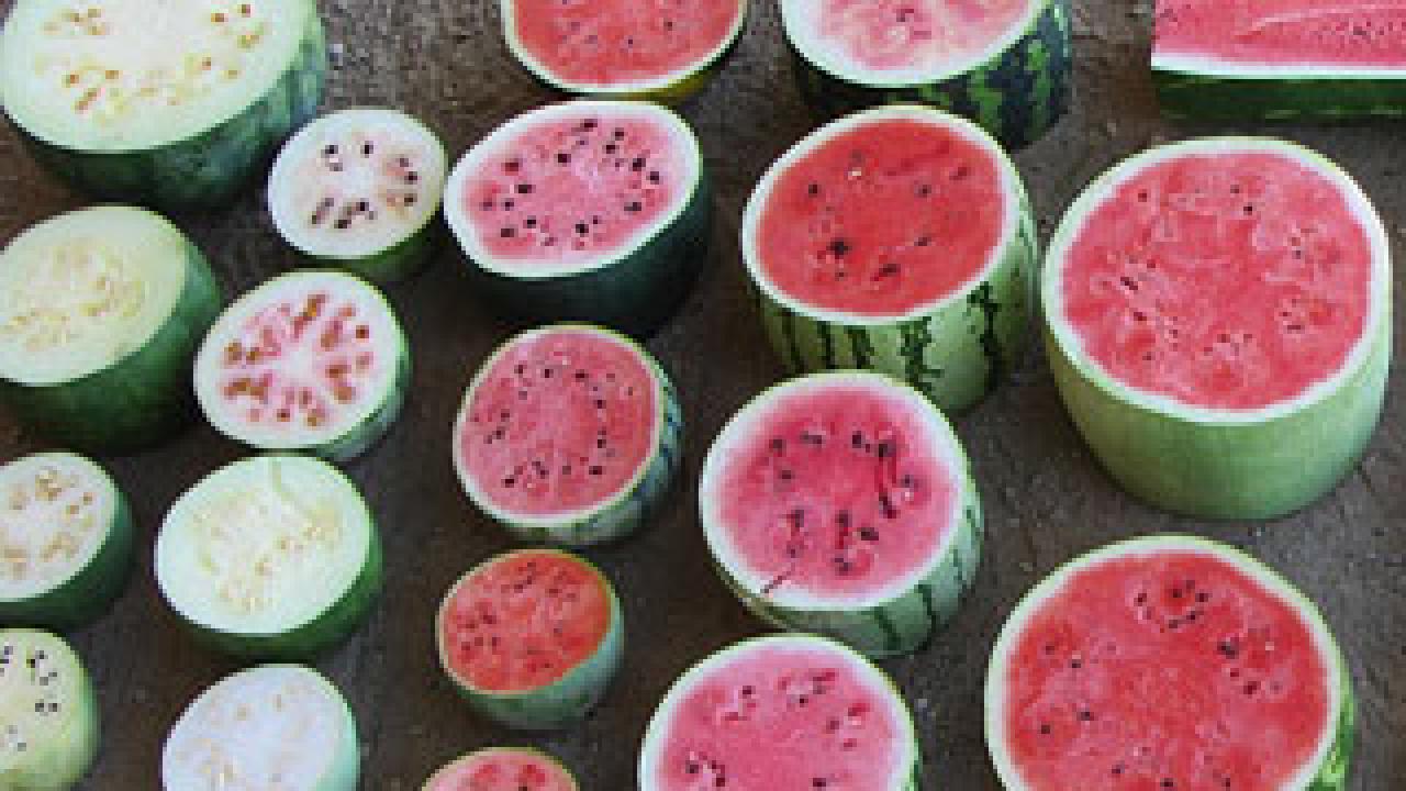 The genome of the domesticated watermelon contains 23,440 genes, roughly the same number of genes as in humans. 