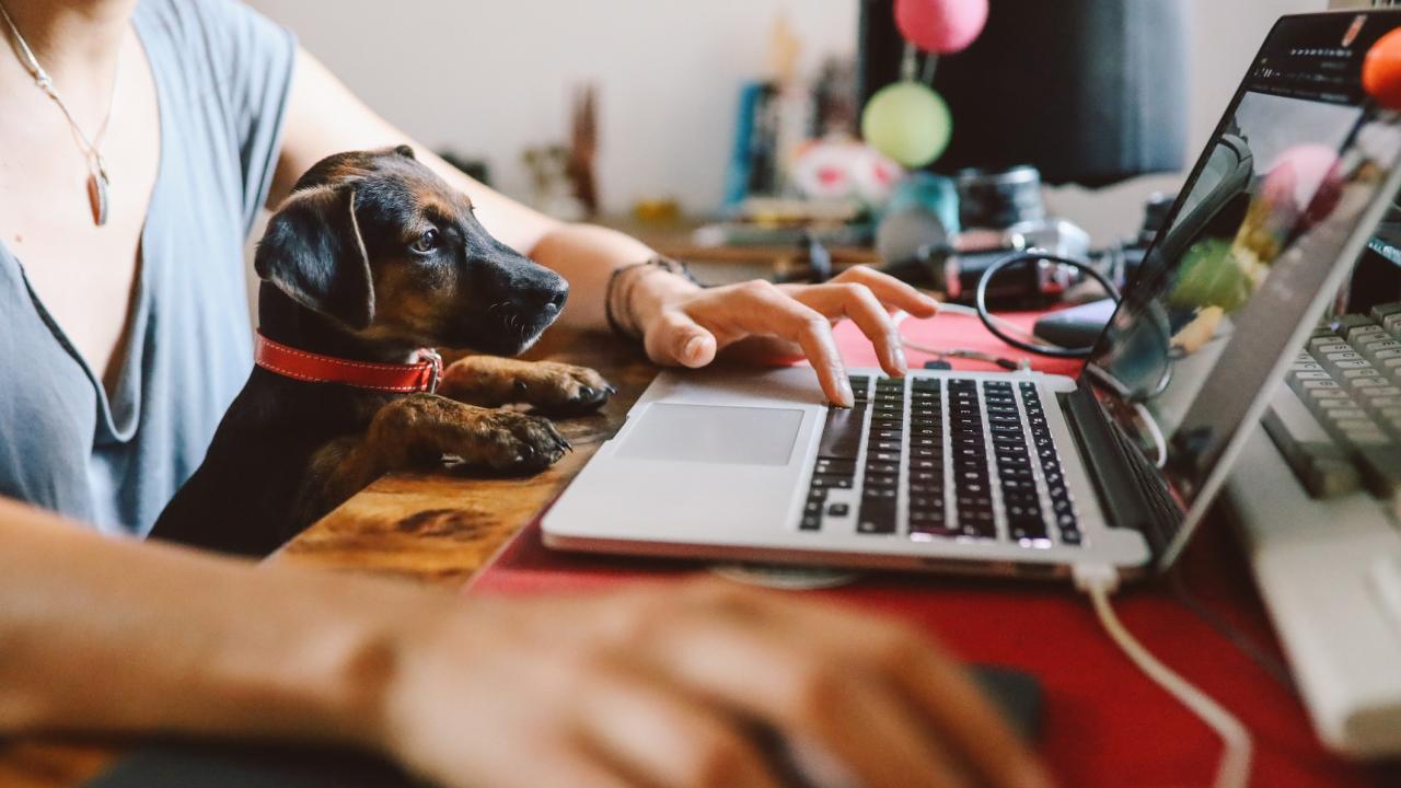 Woman works from home with dog.