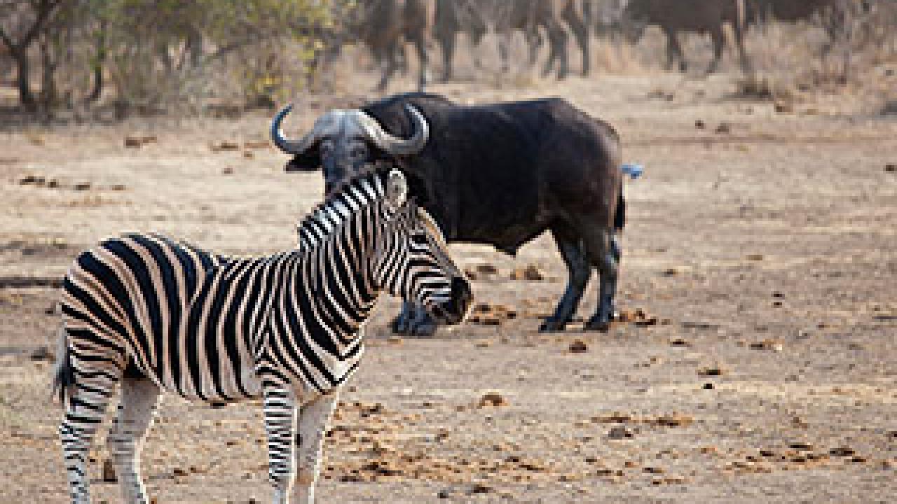 Zebra on savannah with water buffalo