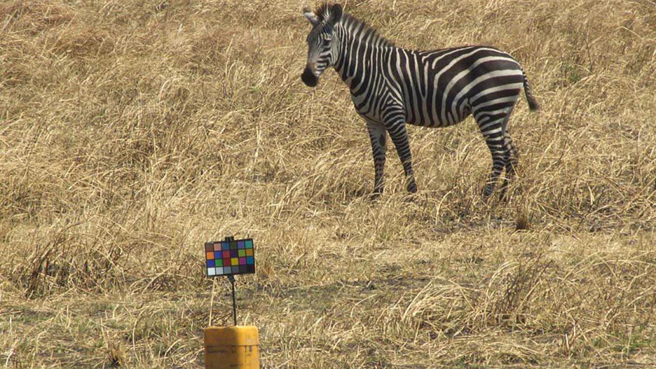 Zebra on grassy plains looks at researchers' monitor.