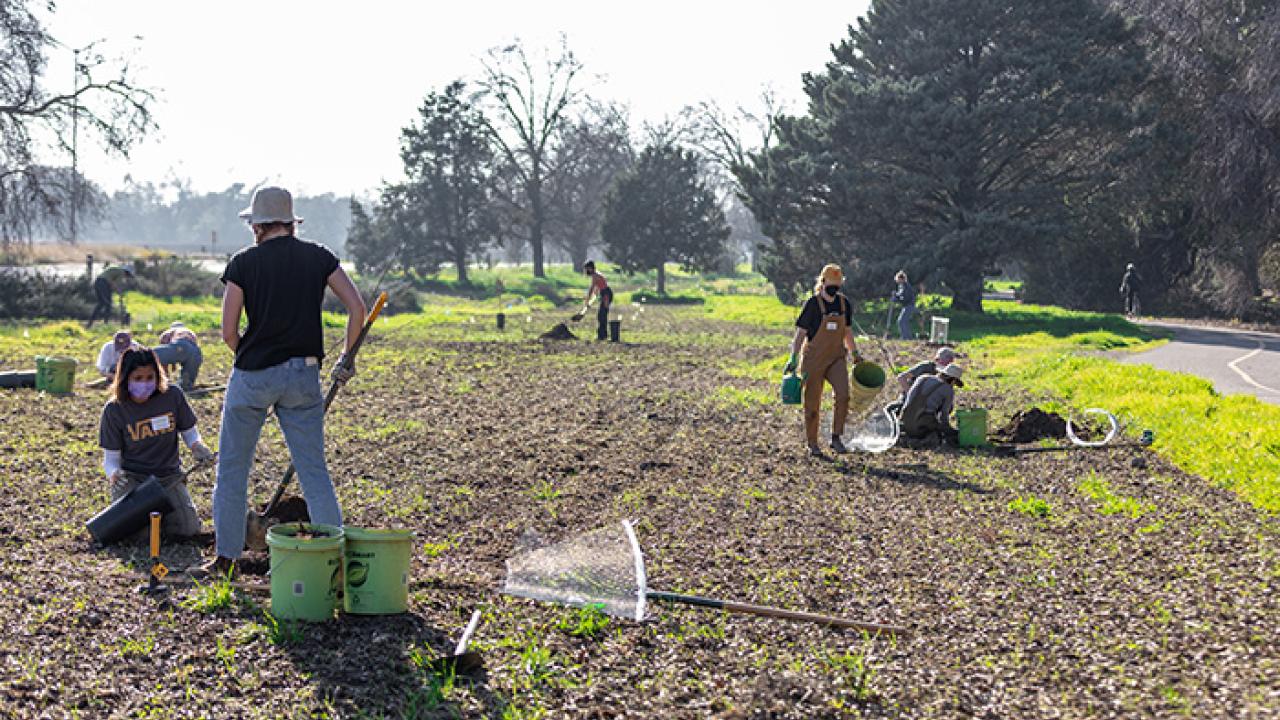 The reference site seen here is on the north side of Old Davis Road near the visitor kiosk and across the street from the Robert Mondavi Institute teaching vineyard.  Dawson Diaz/UC Davis