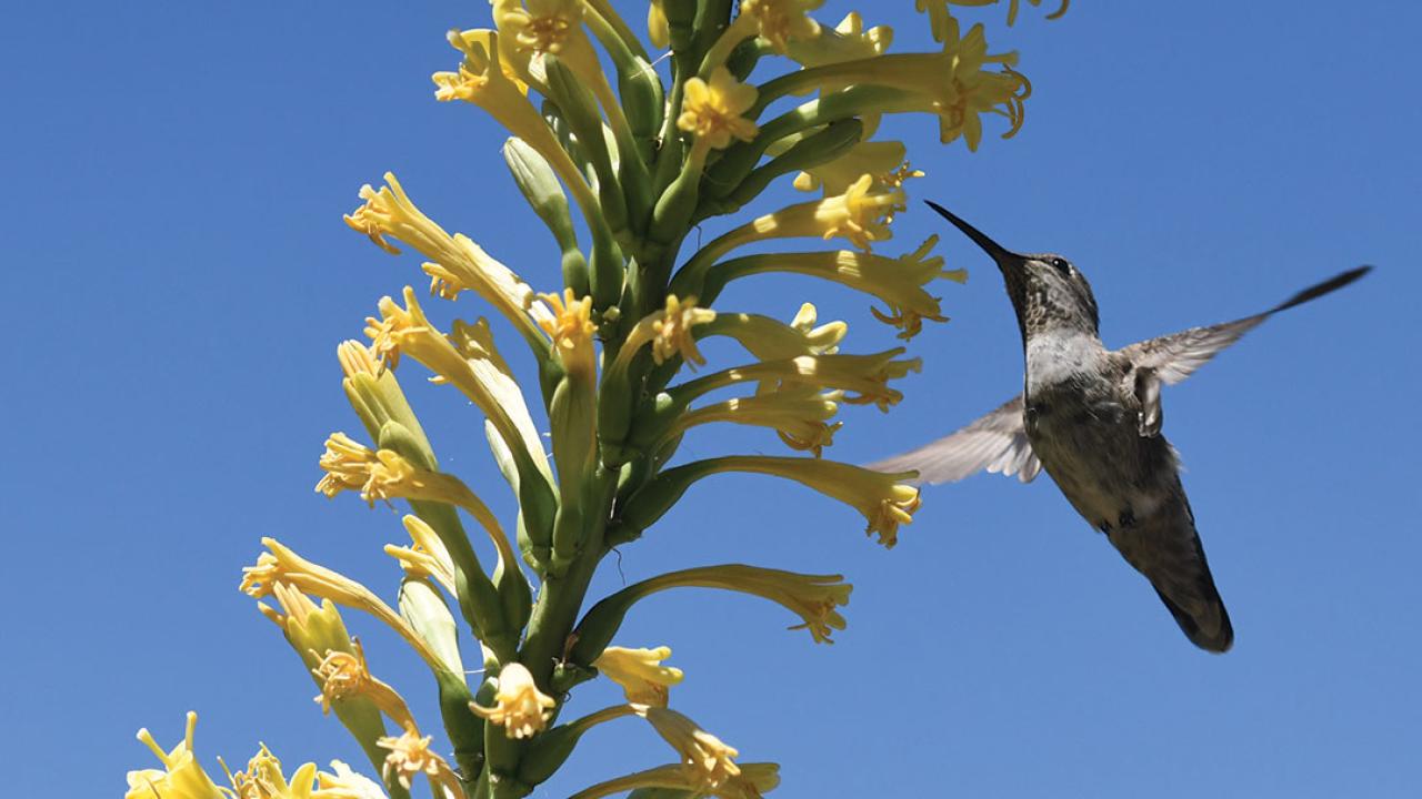 a hummingbird gathers nectar from a flower