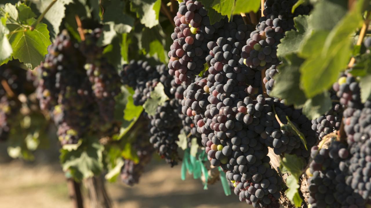 Dark red wine grapes shown growing at the vineyard near the Robert Mondavi Institute of Food and Wine at UC Davis. (Greg Urquiaga/UC Davis) 