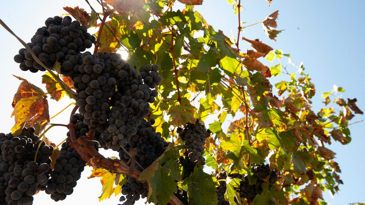 Wine grapes growing in vineyard at UC Davis