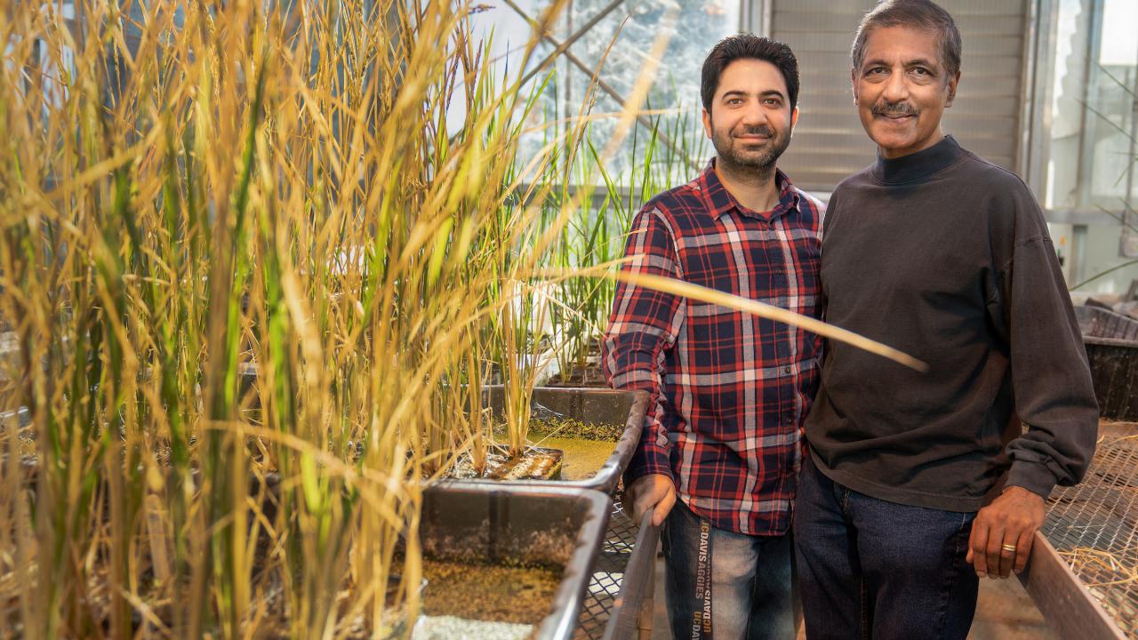 Two male scientists with rice plants in a greenhouse. 