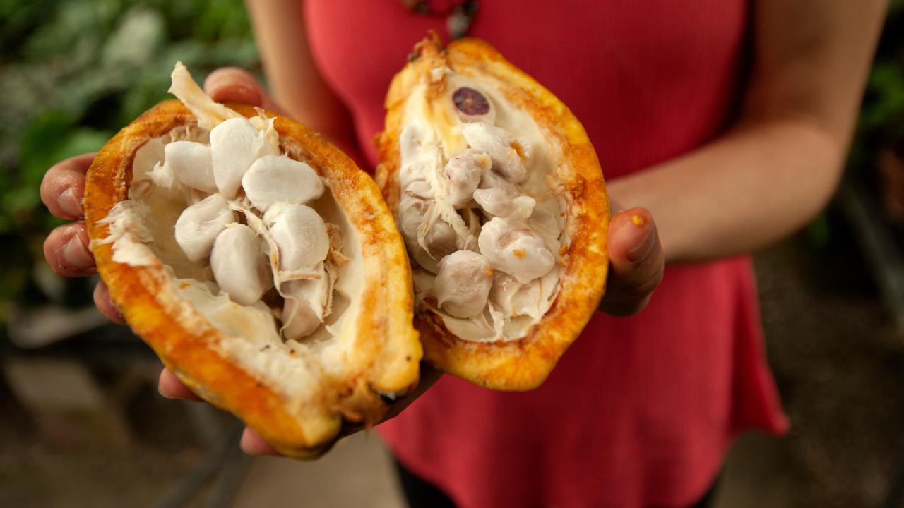 woman holding pod of cacao