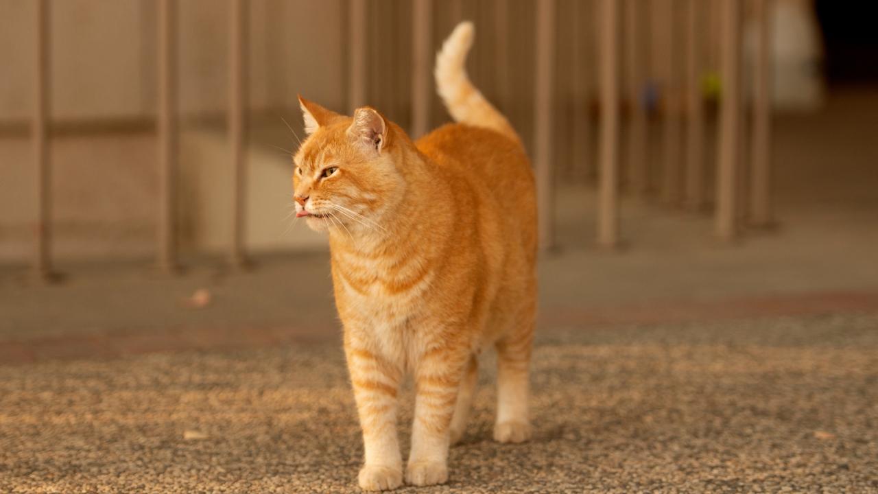 A ginger domestic cat stands on concrete outside a building. 