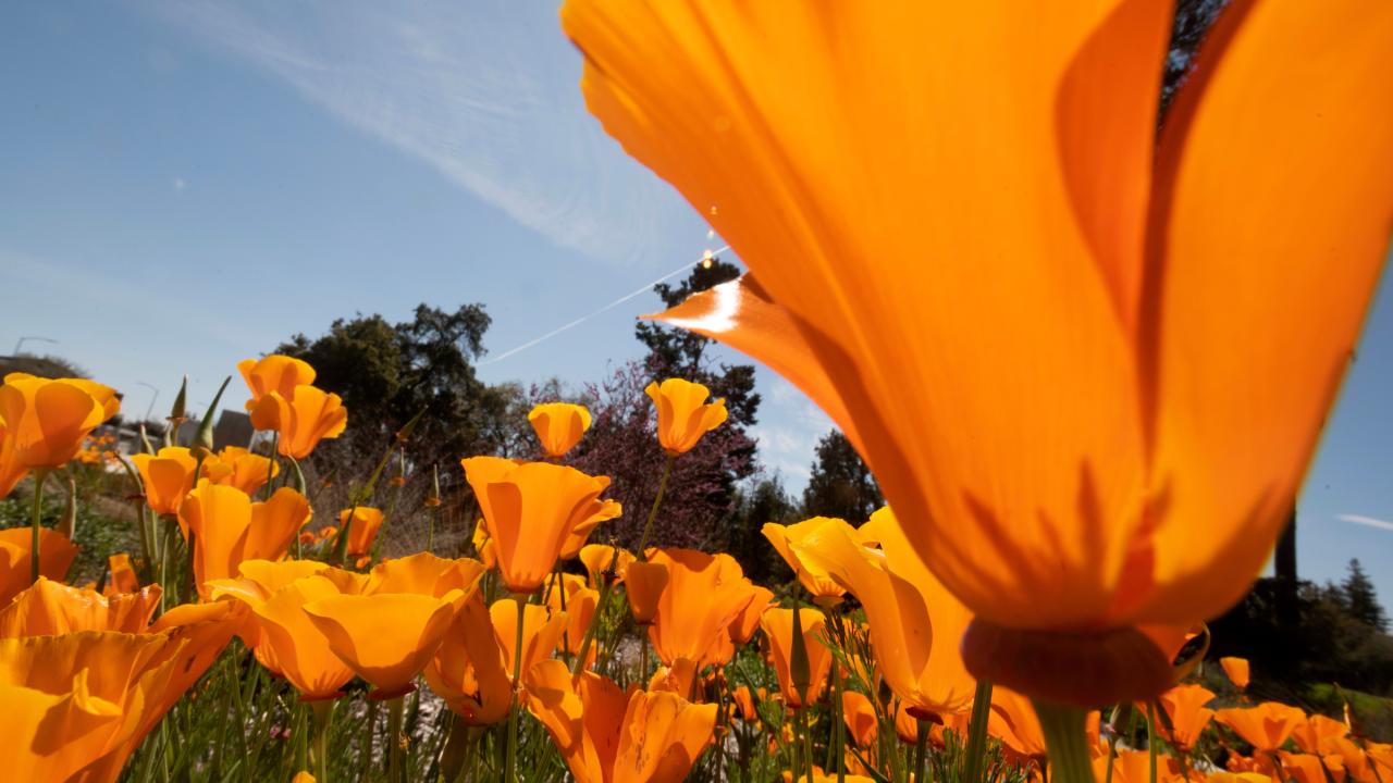 California poppies at eye level in field