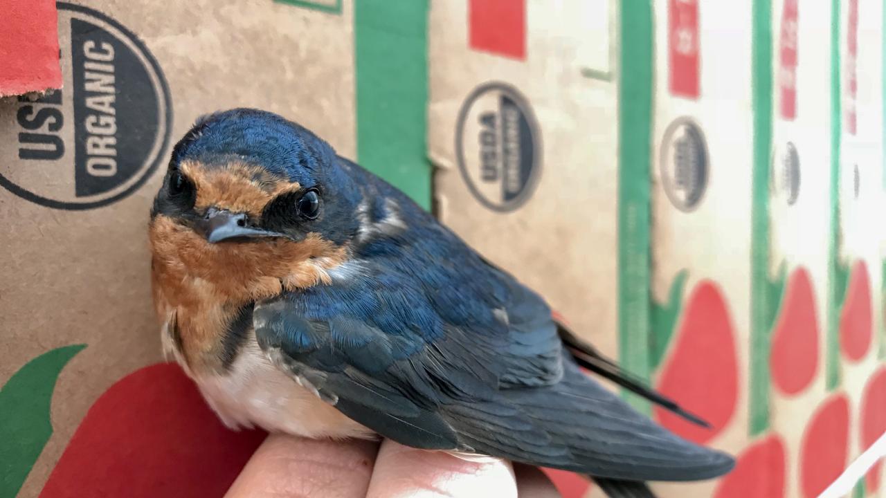 Barn swallow on a hand looking at camera with background of strawberry packing boxes