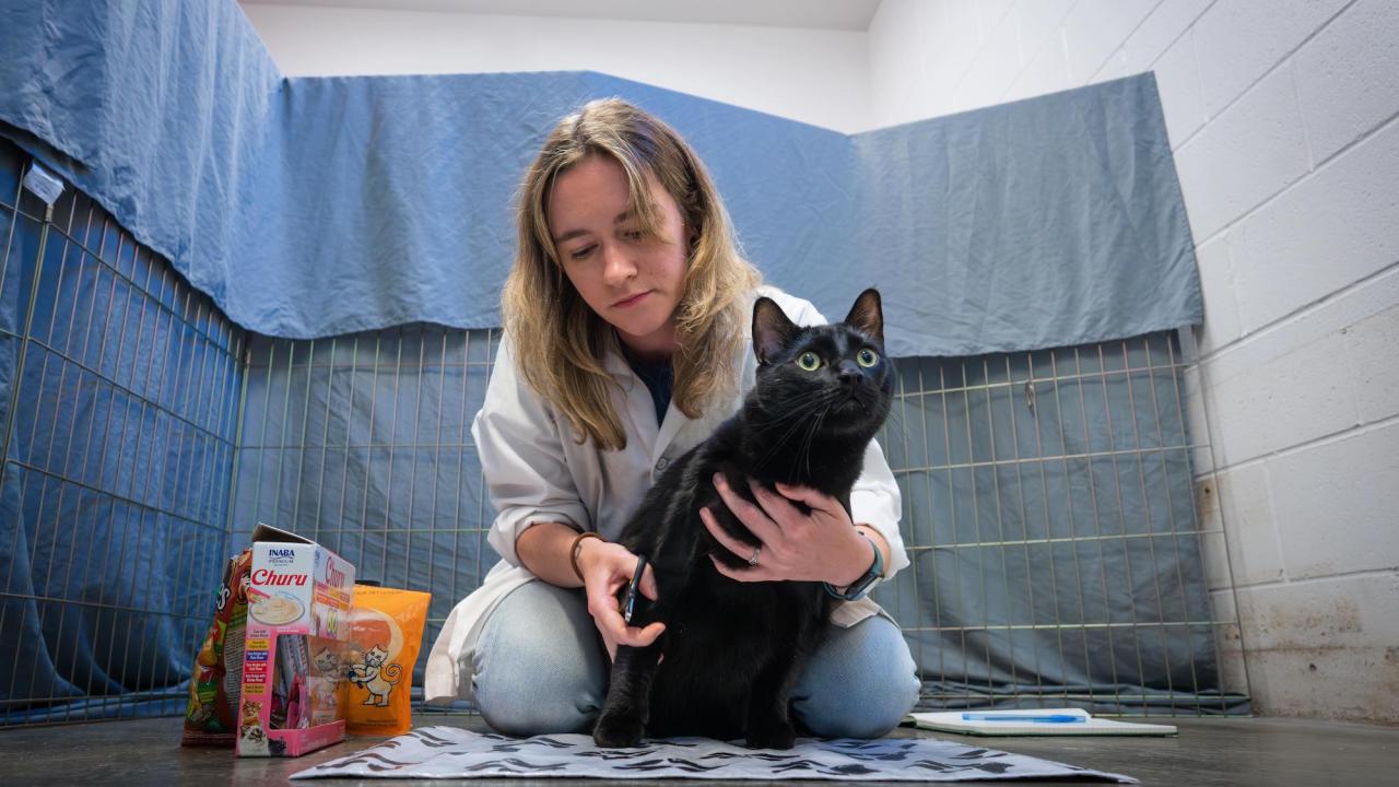 Animal Science Ph.D. student Jen Link holds a black cat on the floor of the Sacramento SPCA. She is researching the best way to create a stress-free nail trimming experience for the animal and humans. (Jael Mackendorf/UC Davis)