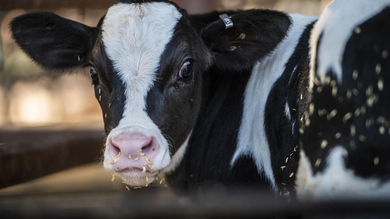 A Winemaking Byproduct Can Reduce Dairy Cattle Emissions | UC Davis