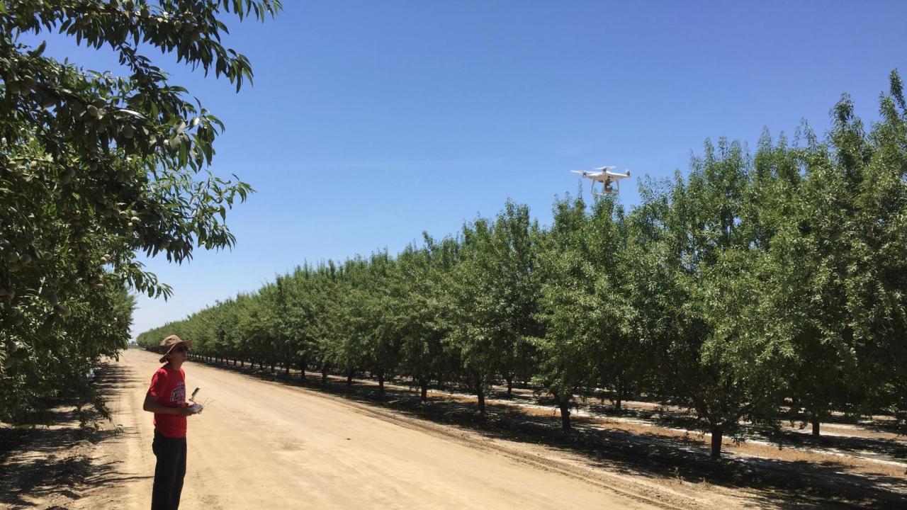 At right, a quadcopter drone hovers over orchard trees. On the left across a dirt road a man in a red shirt operates the drone. 