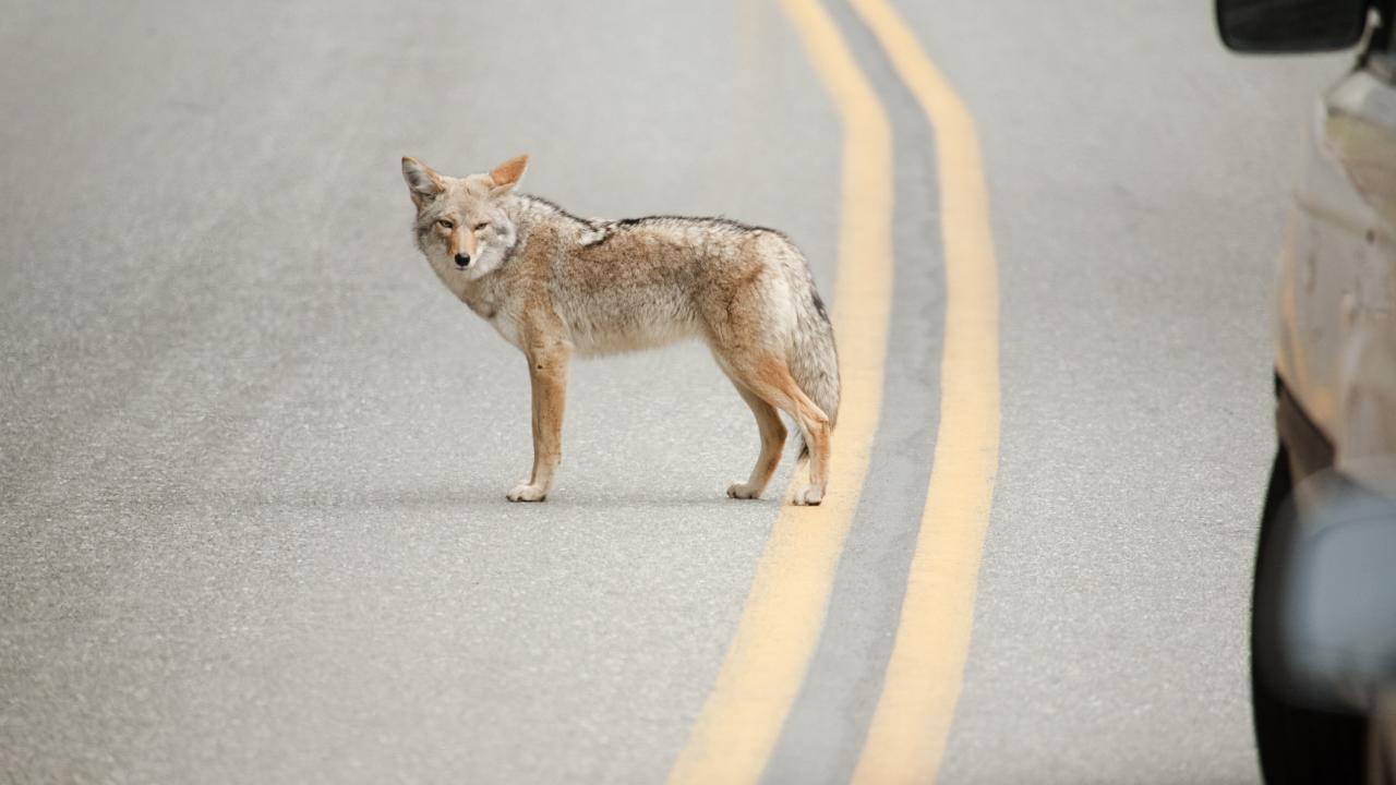 coyote on a highway with glimpse of car in view