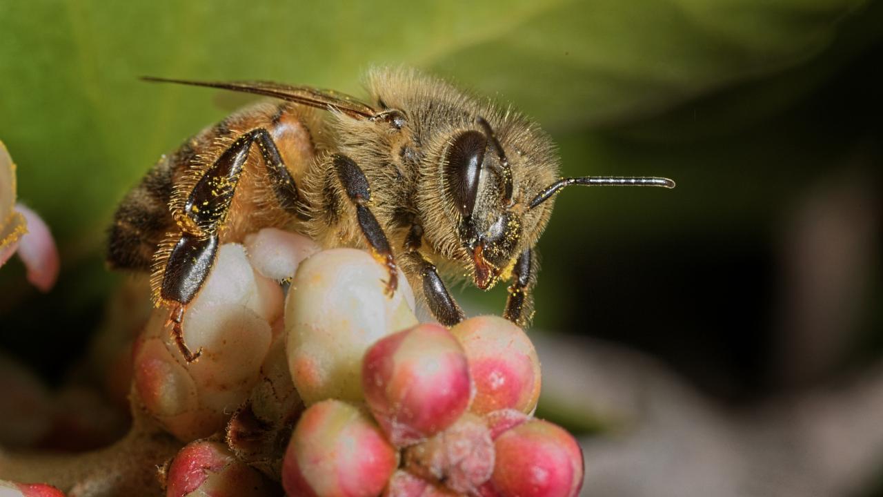 honey bee closeup on berry