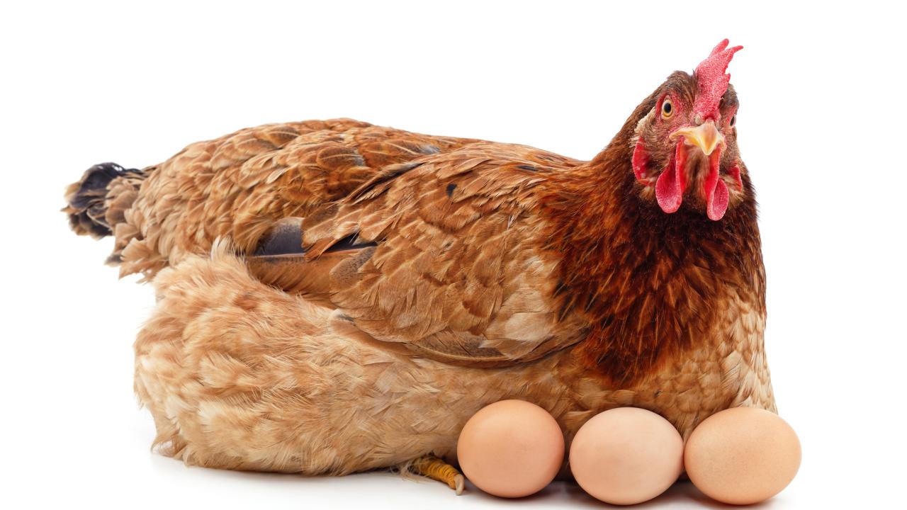 Stock photo of a sitting brown hen with three brown eggs against a white background. 