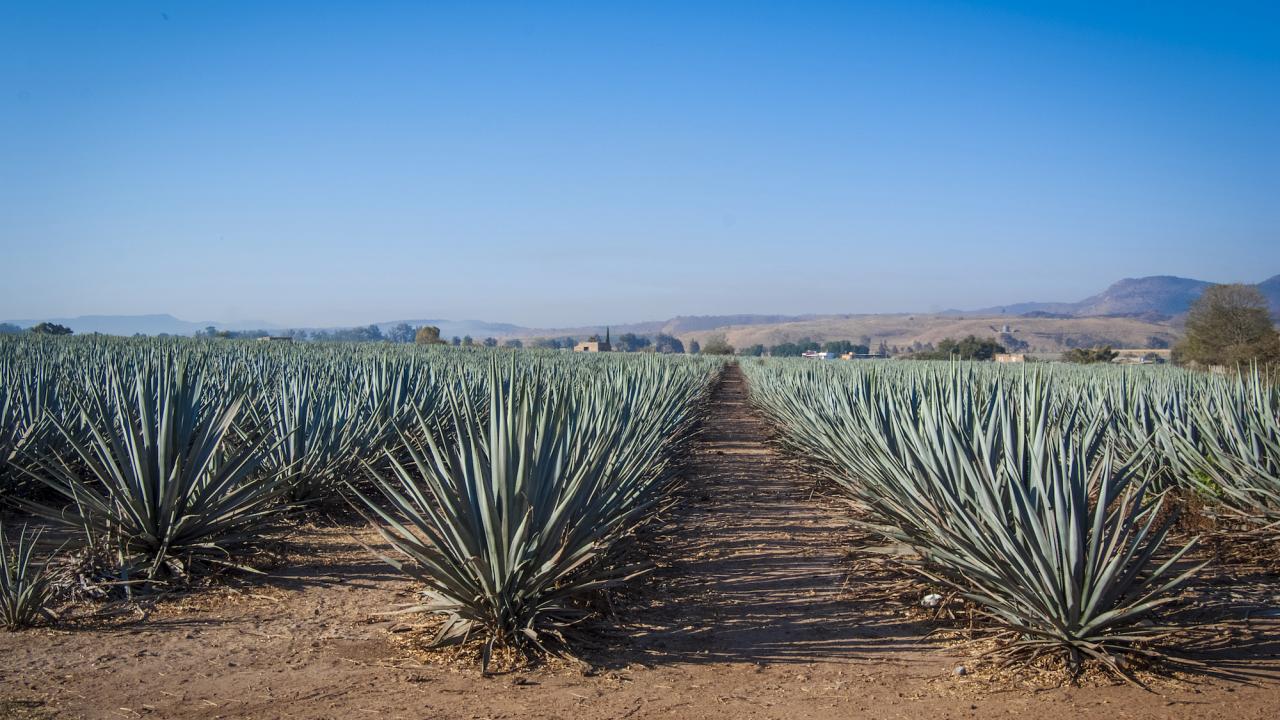 Rows of agave