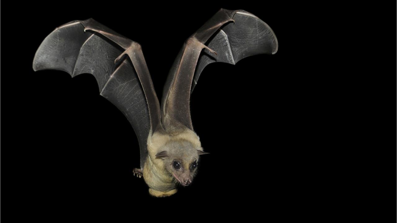 A fruit bat in flight, seen from front against black background, wings arched