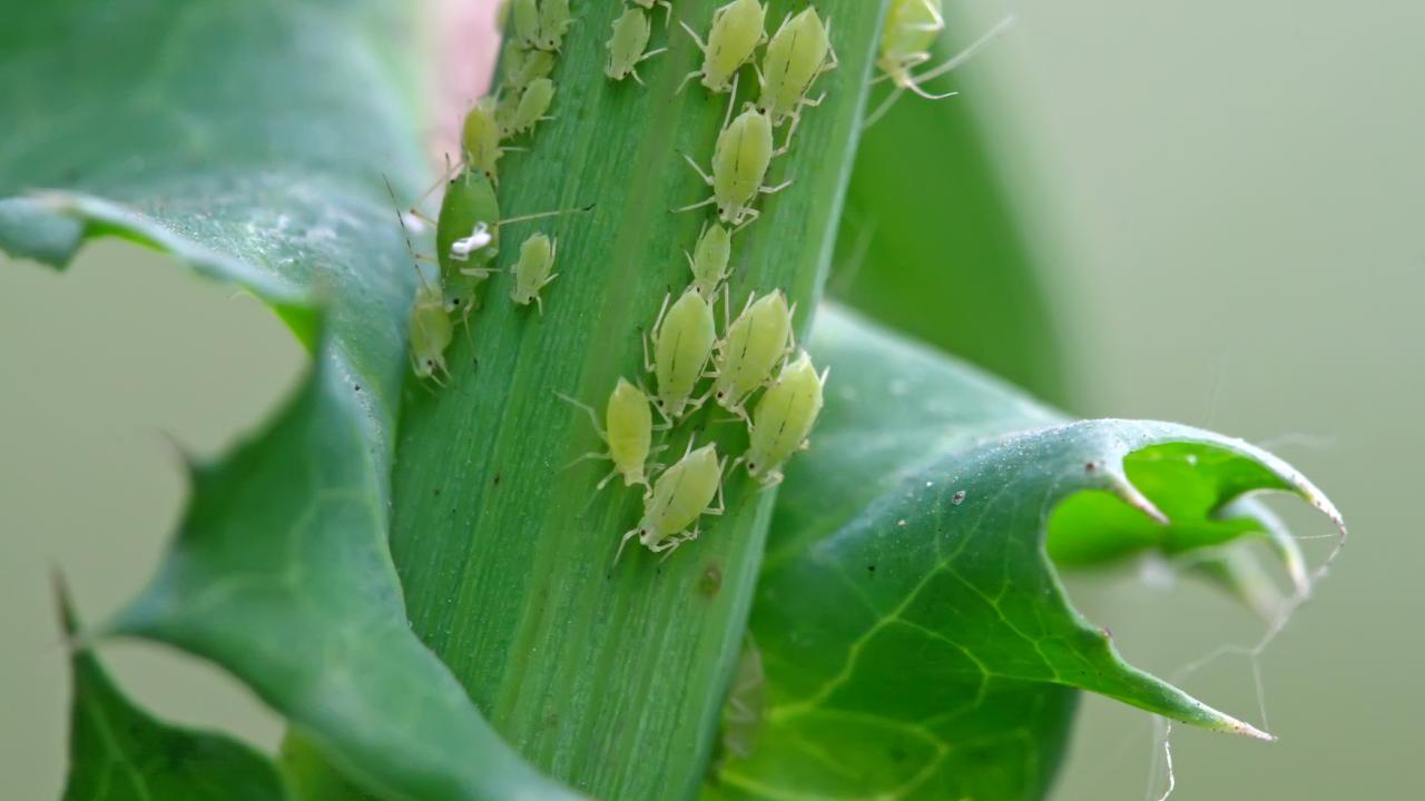 Up To 25% Of Non-Native Plant-Eating Insects May Be Undetected | UC Davis