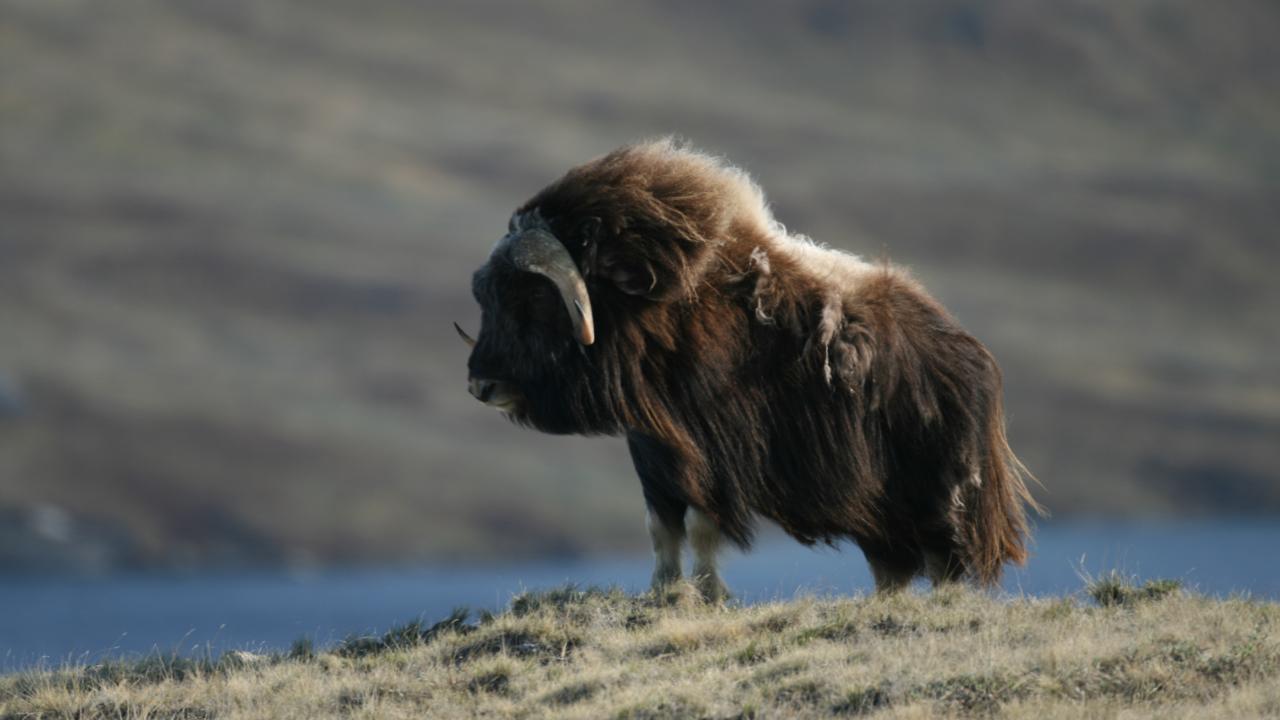 Adult brown muskox, sideview, standing in Arctic tundra in Greenland