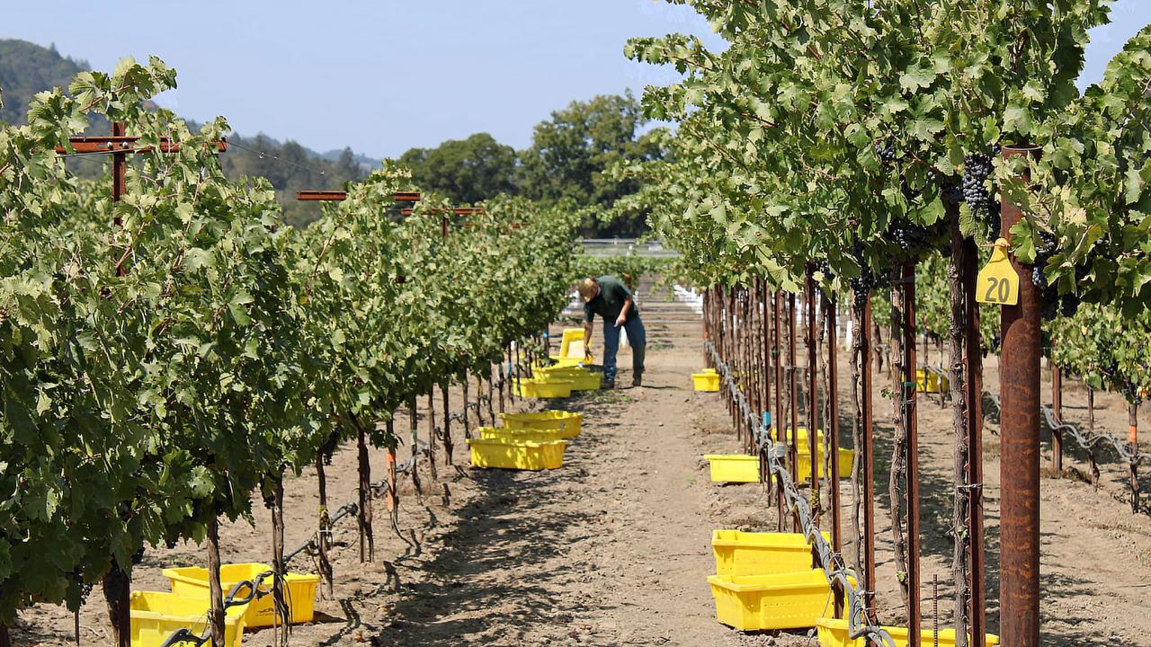 A man harvests grapes from two different trellis systems at UC Davis