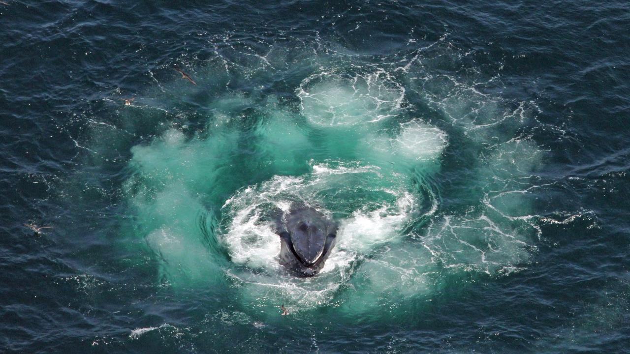 Aerial view of the head of a whale breaching the ocean surface, surrounded by bubbles. 