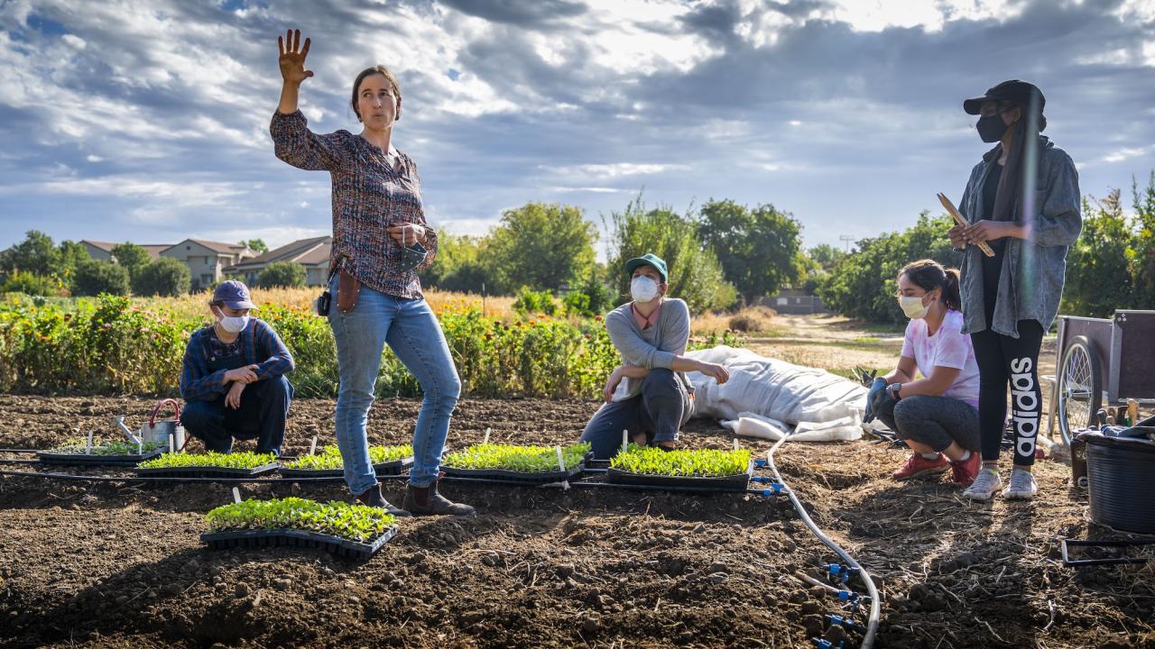 Students gardening in Yolo County near UC Davis student farm