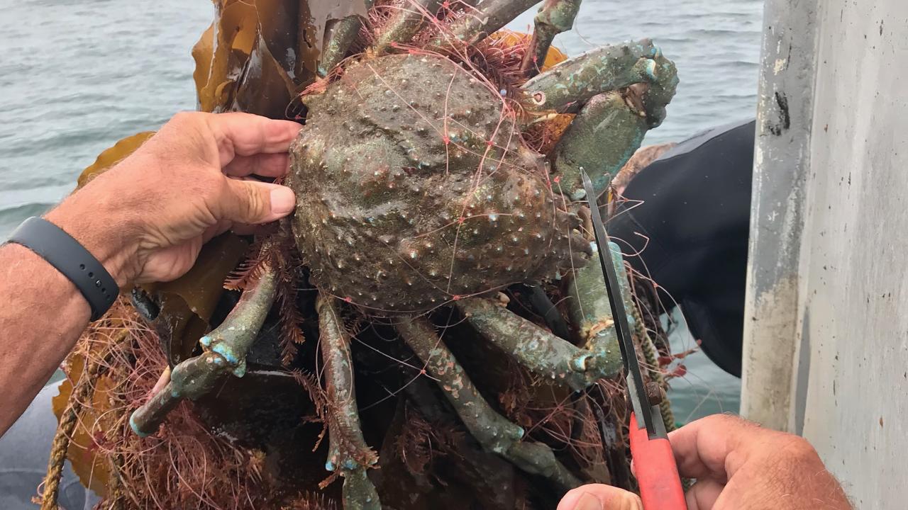 Live spider crab caught in gillnet cut free with scissors