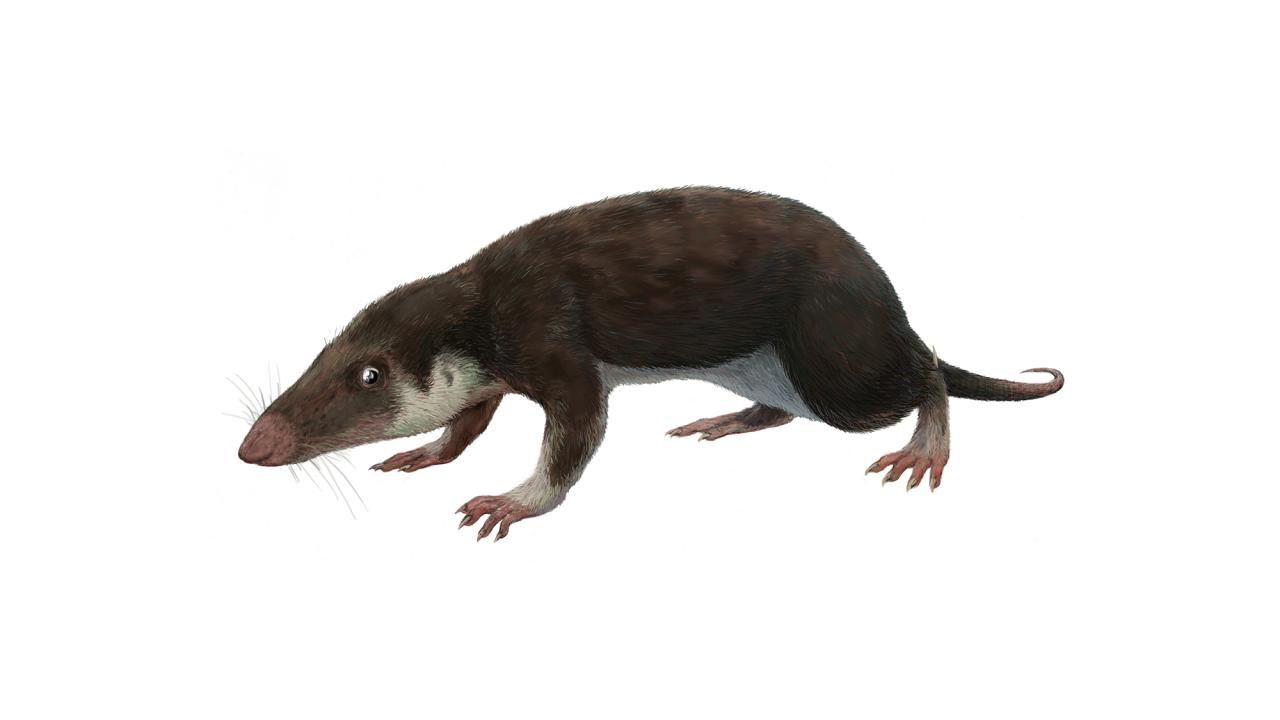 Image of a rat-like animal with long toes. 