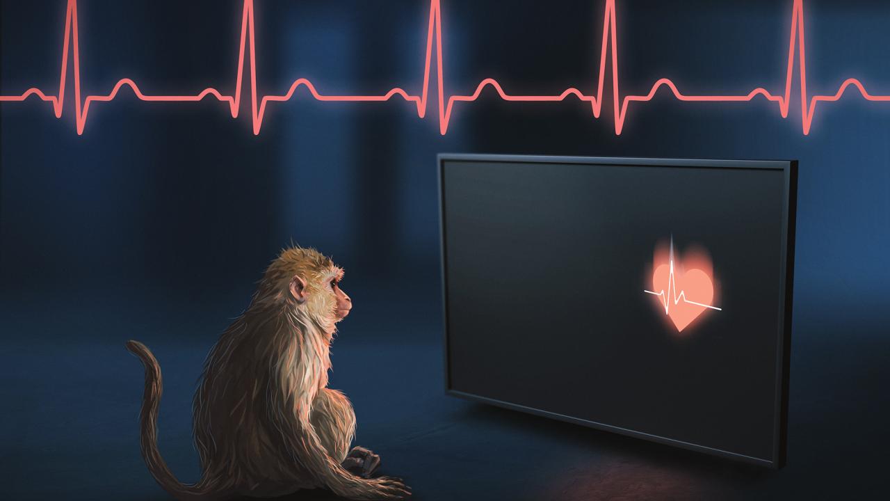 Illustration of a monkey looking at a heart on a screen with a heartbeat trace in the background. 