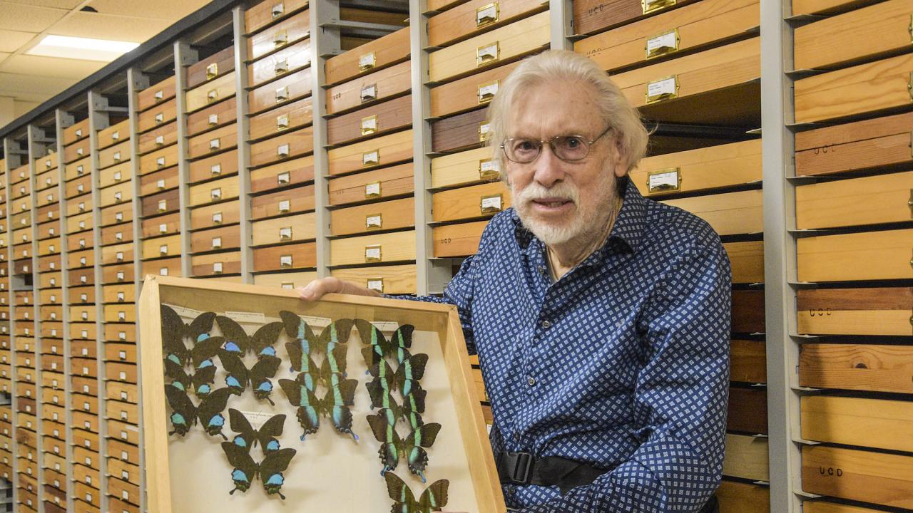 Man holds up drawer of butterfly specimens in museum