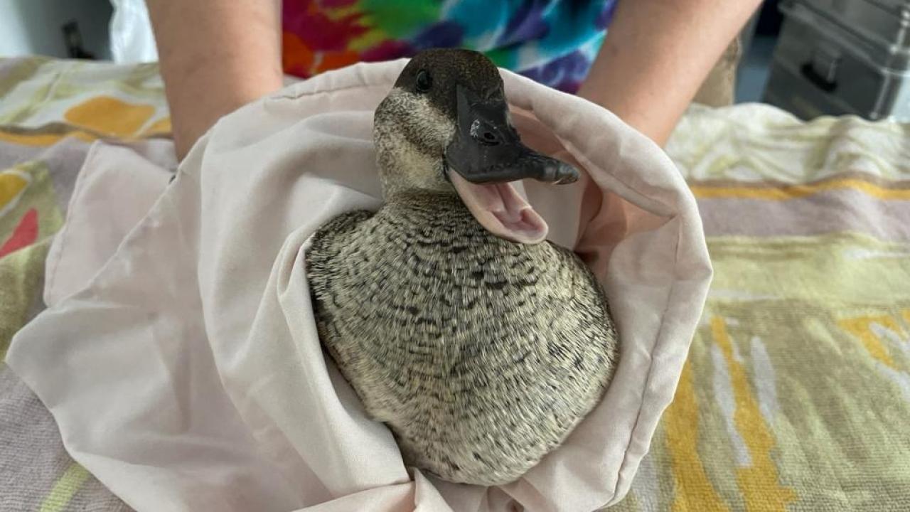 ruddy duck after being cleaned of oil from an oil spill