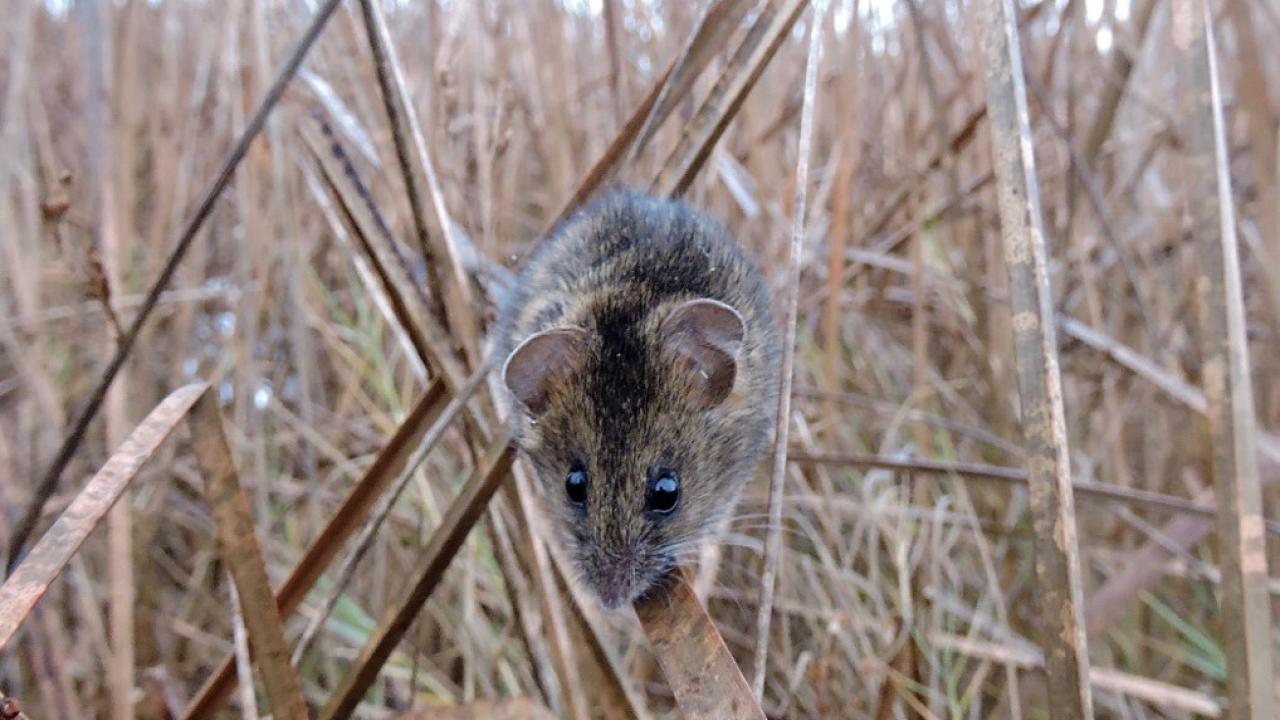 Salt marsh harvest mouse walks across bulrush in marsh