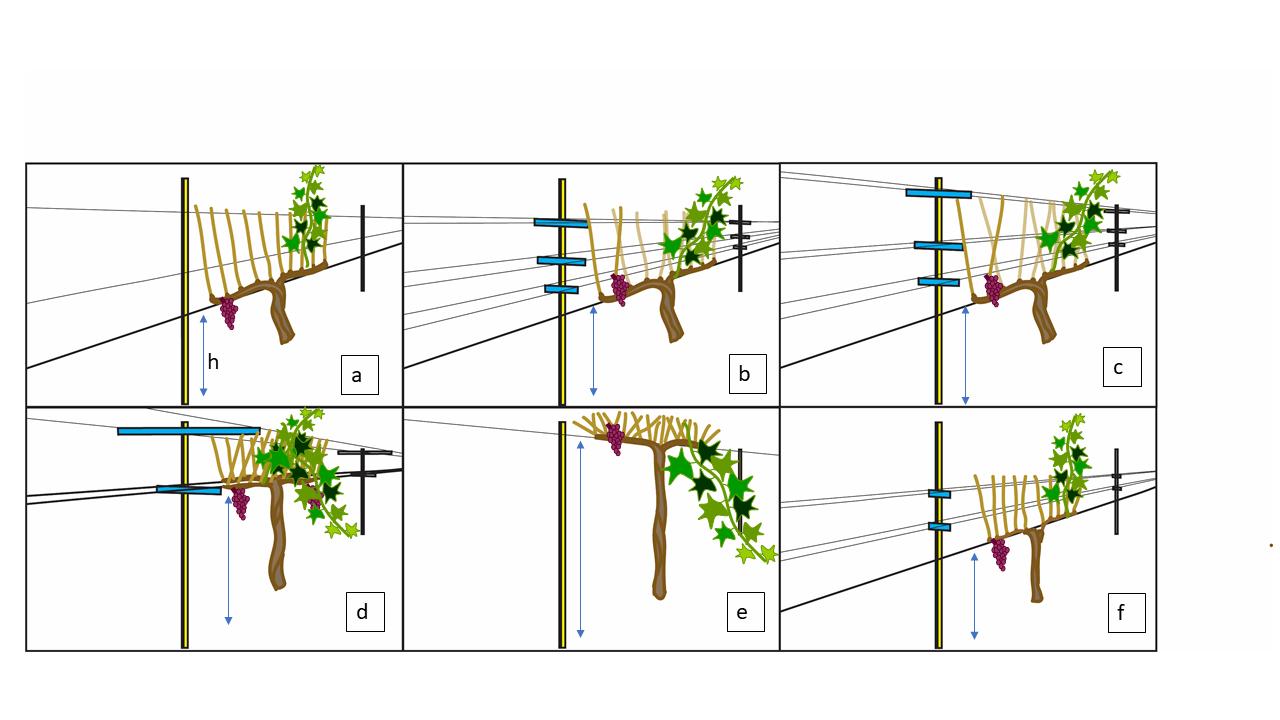 Illustration of the six different types of wine grape trellis systems tested at UC Davis to protect grapes from heat.
