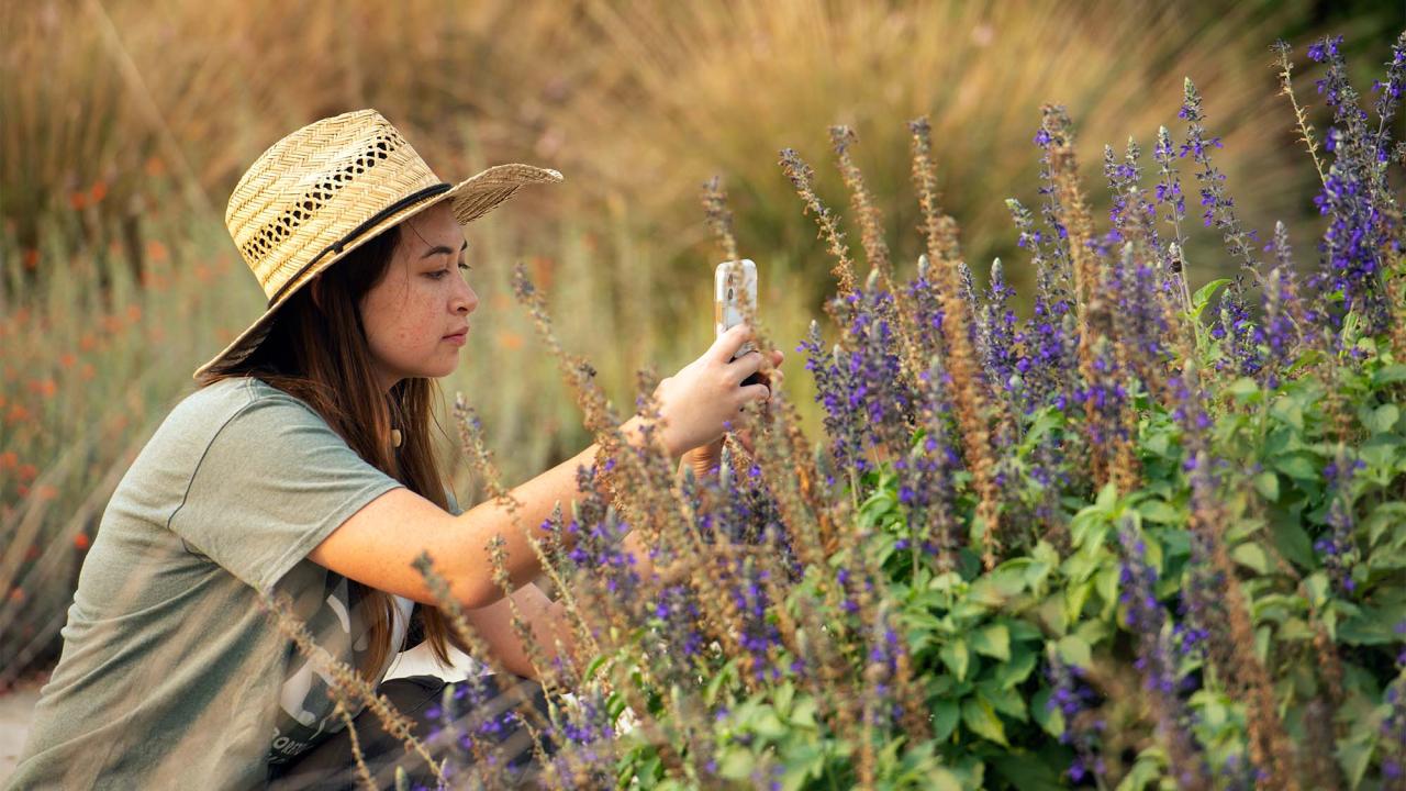 Woman sits in front of plants with purple flowers, taking a photo with her cell phone.