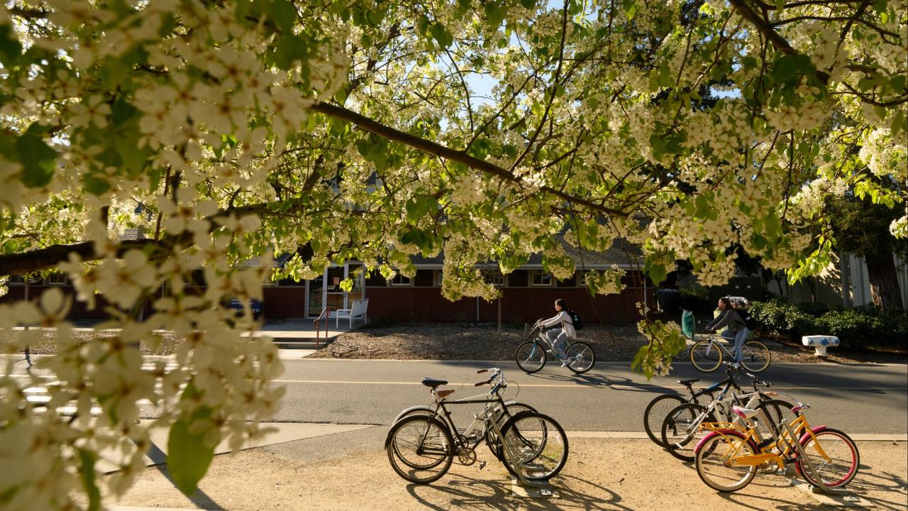A tree in blossom in foreground and students on bikes in the background