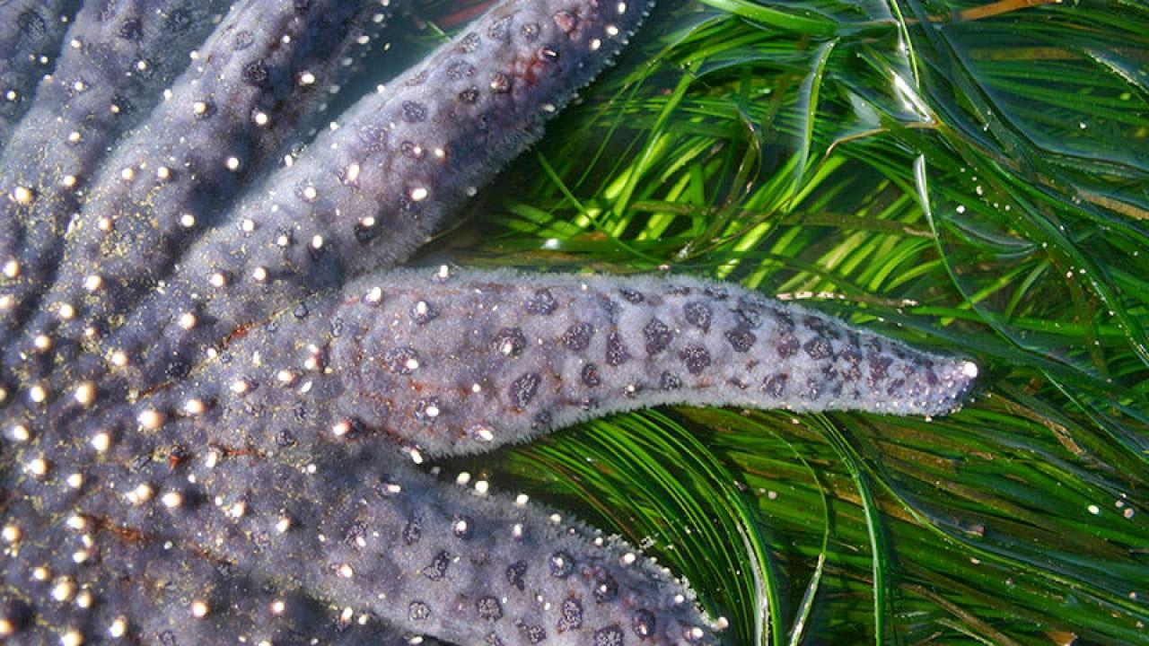 A starfish on some seaweed