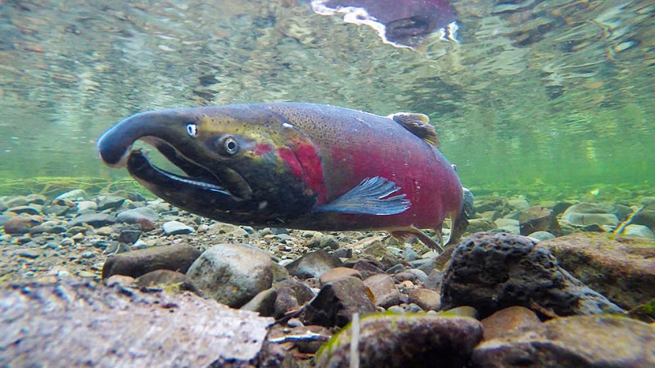 salmon in water