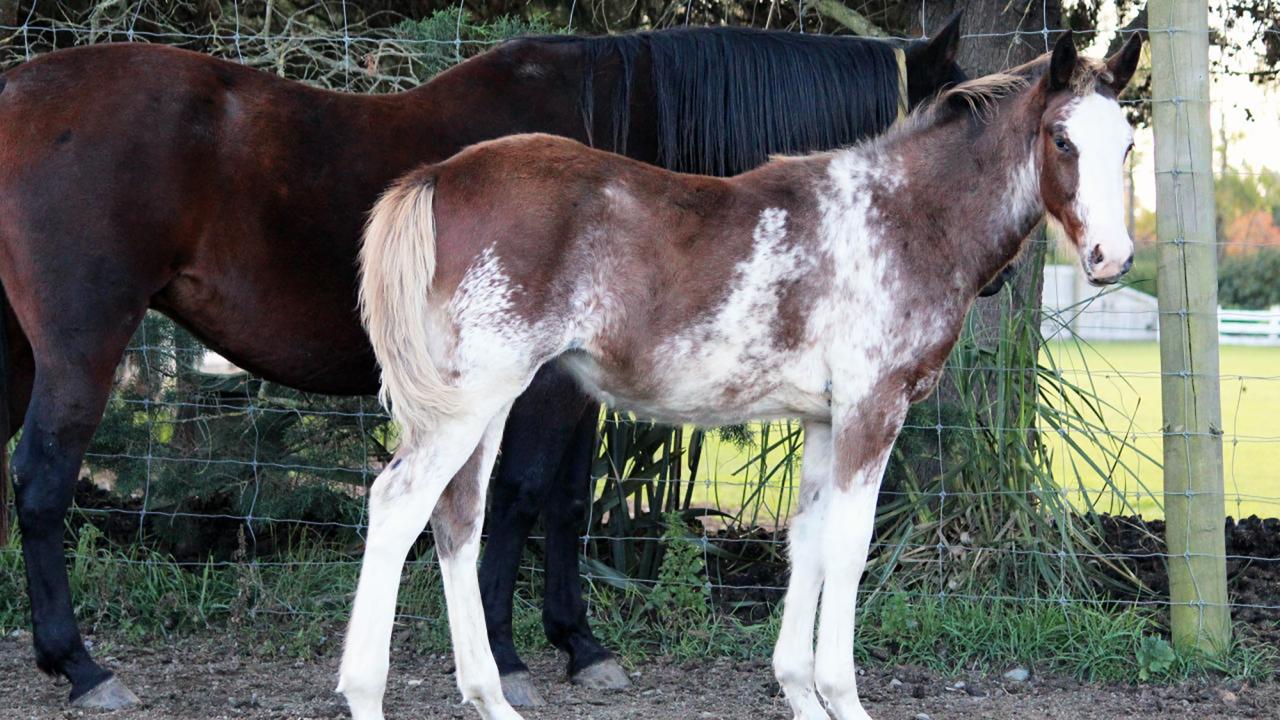 Young horse with unusual brown and white coloring standing in front of a dark brown horse.