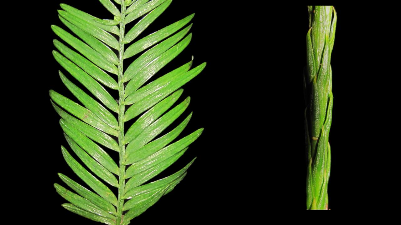Two types of redwood leaves in bright green on black background. Left leaf fans out. Right leaf is tight, stick-like.