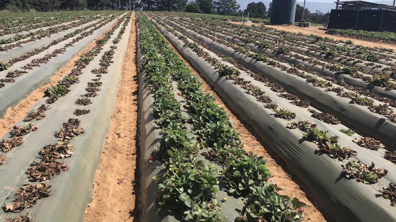 Rows of strawberries, some disease-free, some dead.