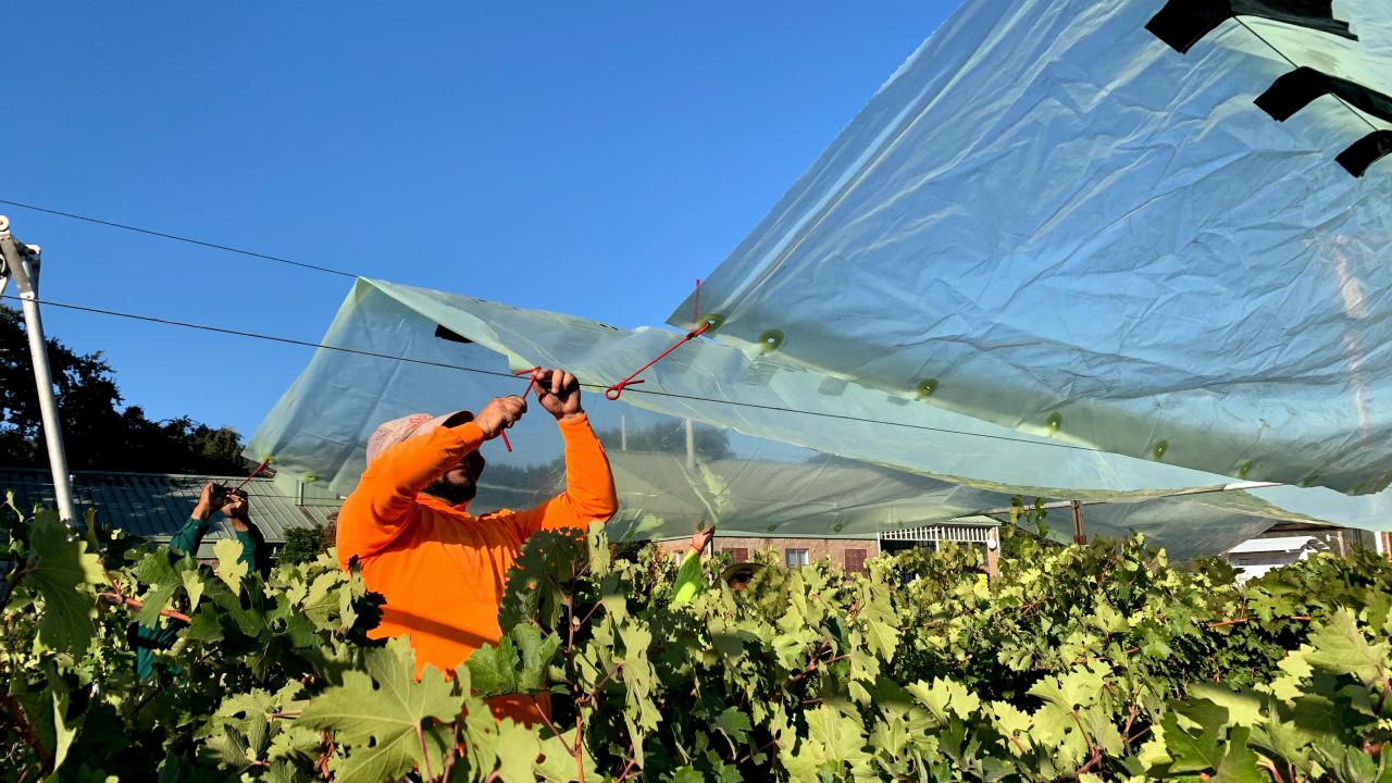 Worker installing shade cloth over grapes
