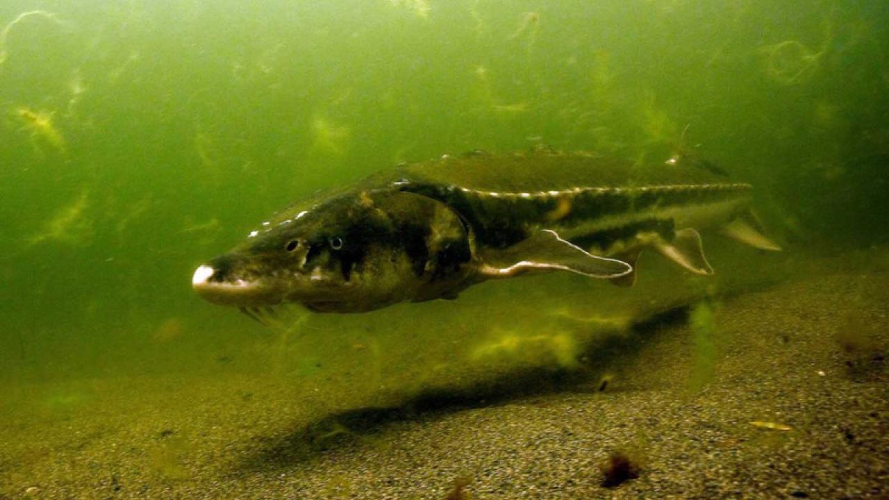 A large fish floats above a muddy bottom in green-tinted water. 