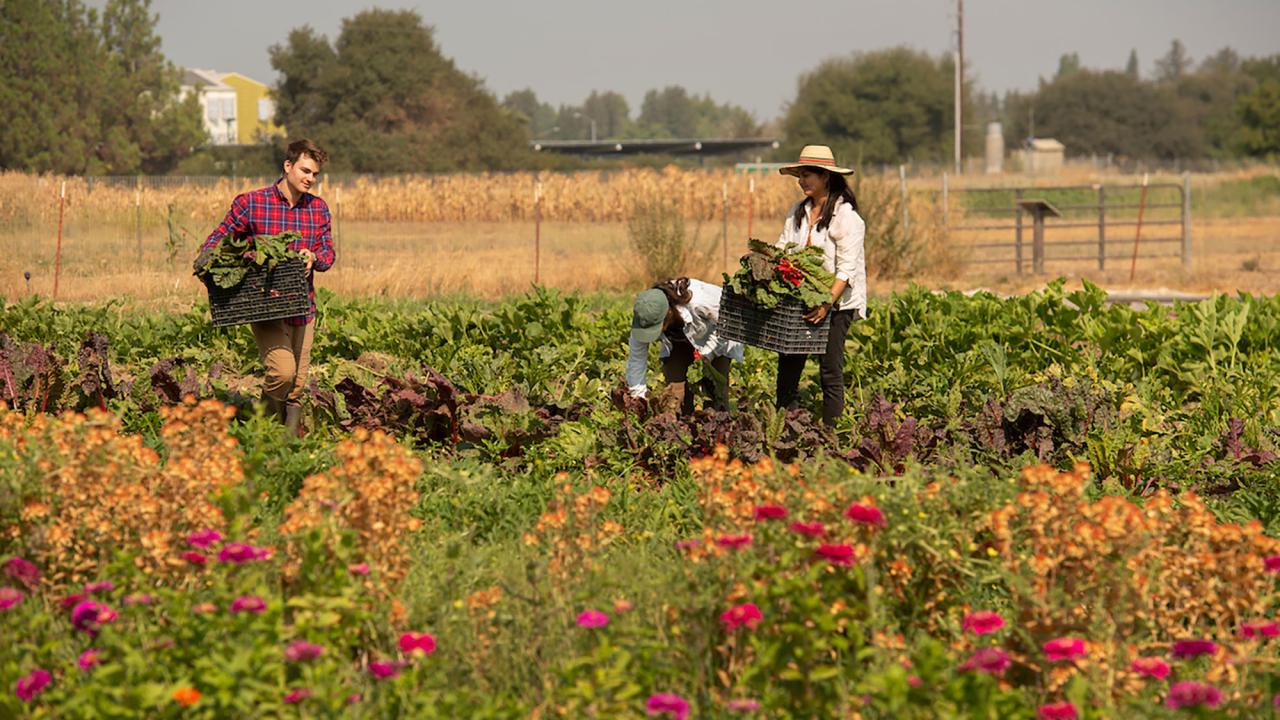 With a foreground of greenery and red flowers, three students harvest vegetables at the UC Davis Student Farm. 