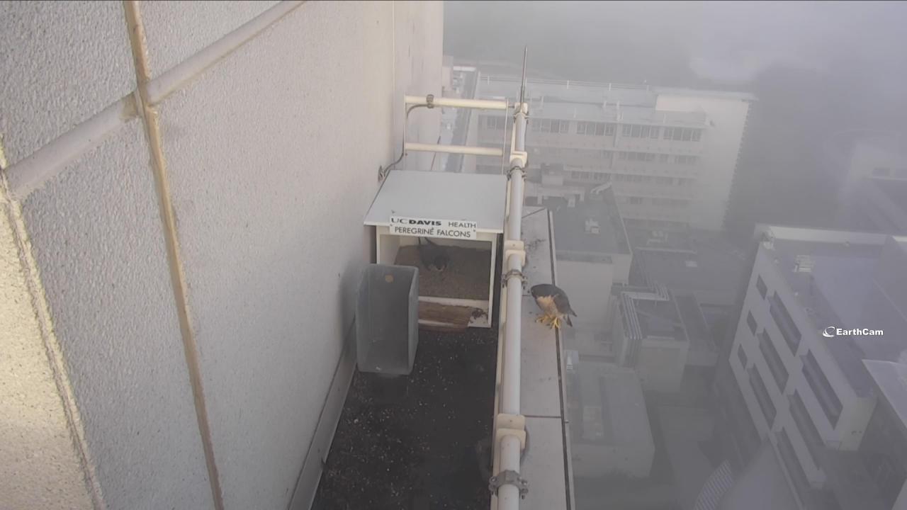 Falcons nesting atop the UC Davis Medical Center.