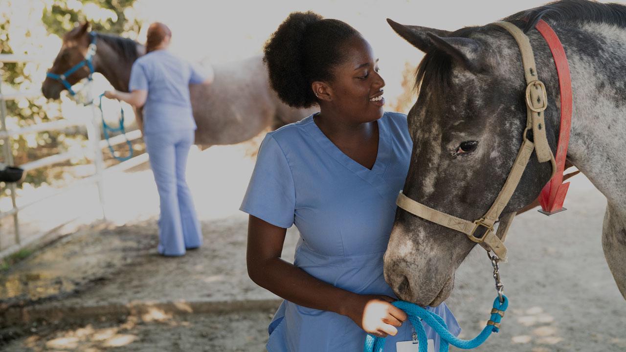 A vet student caring for a horse